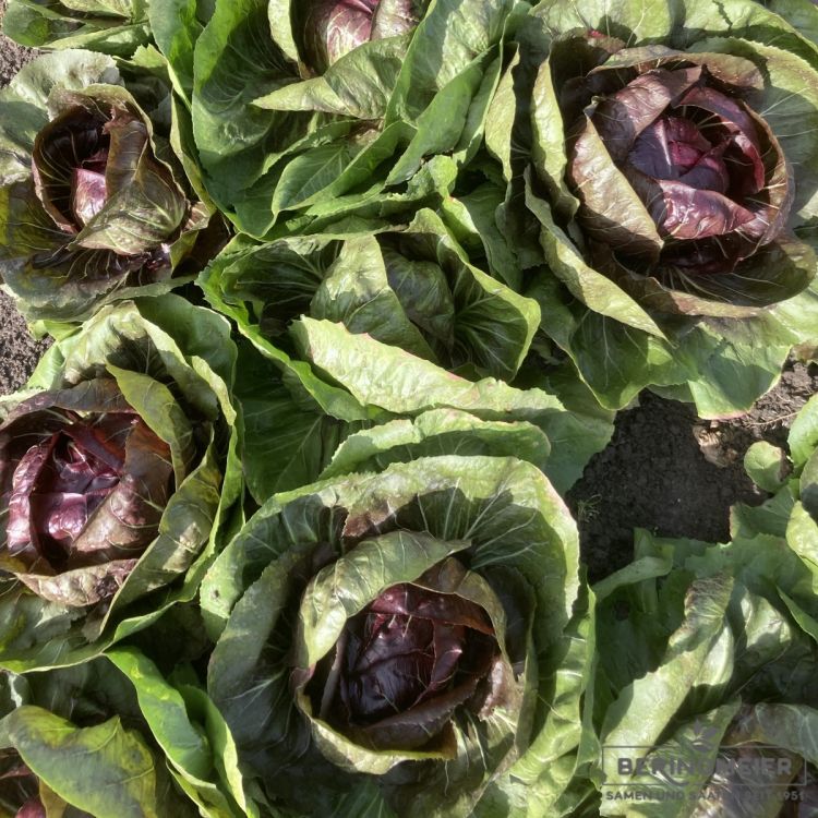 Radicchio Rosso Raffaello