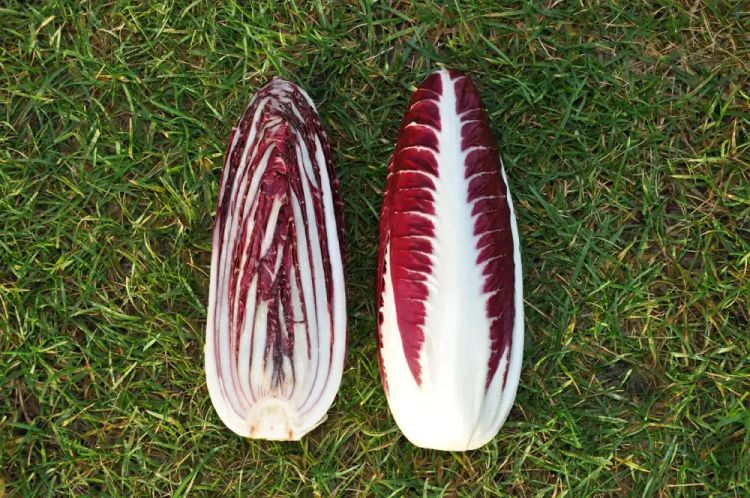 Radicchio Rosso Pacifico - bio - Bild Smarties