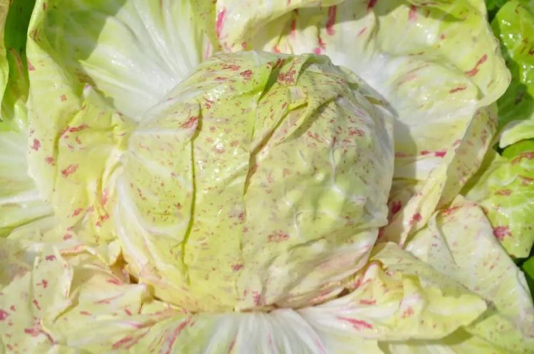 Radicchio Variegata Sortgenta - bio - Bild Smarties