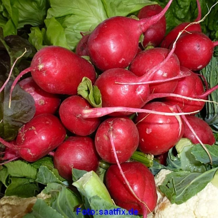 Radies Sora (samenfest)