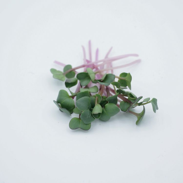 Rettich Rose de Chine Microgreens Bio Saatgut