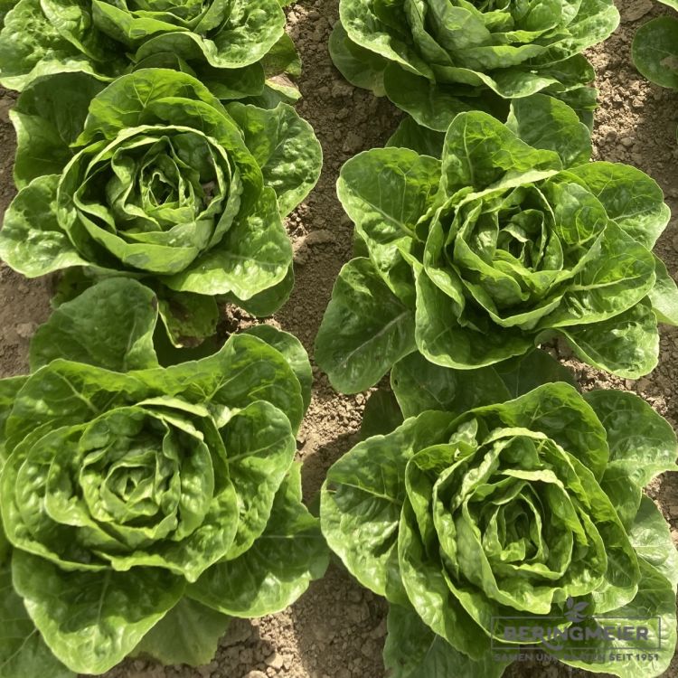 Mini-Romanasalat Xanbera