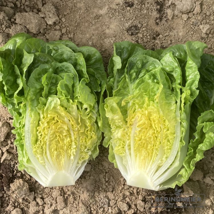 Mini-Romanasalat Xanbera Bio - innen