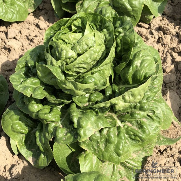 Romanasalat Xiomara Mini-Romana