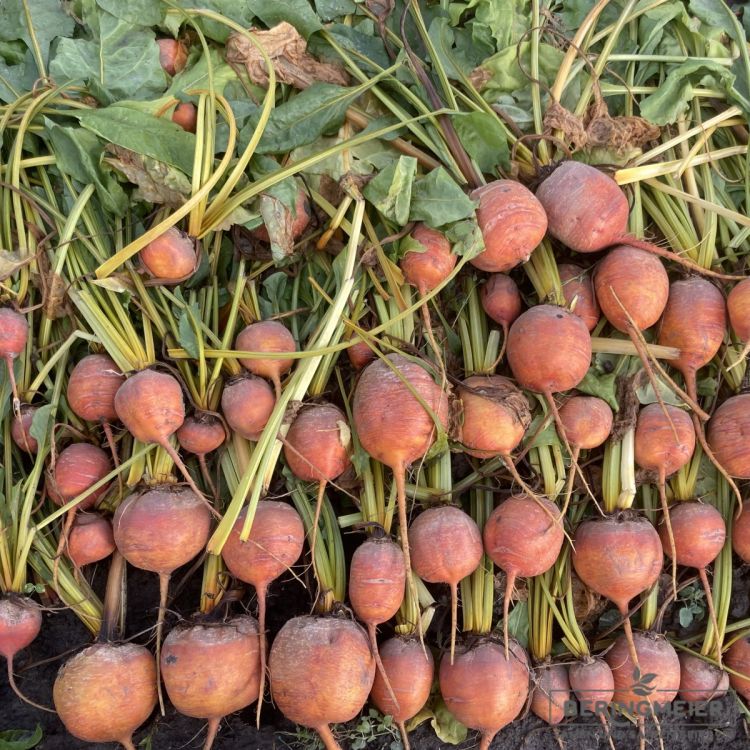 Gelbe Rübe Amarelly F1