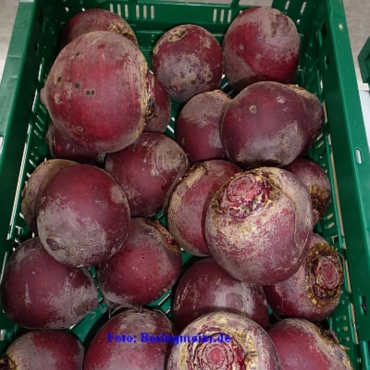 Rote Rübe Cardeal F1 - Bio