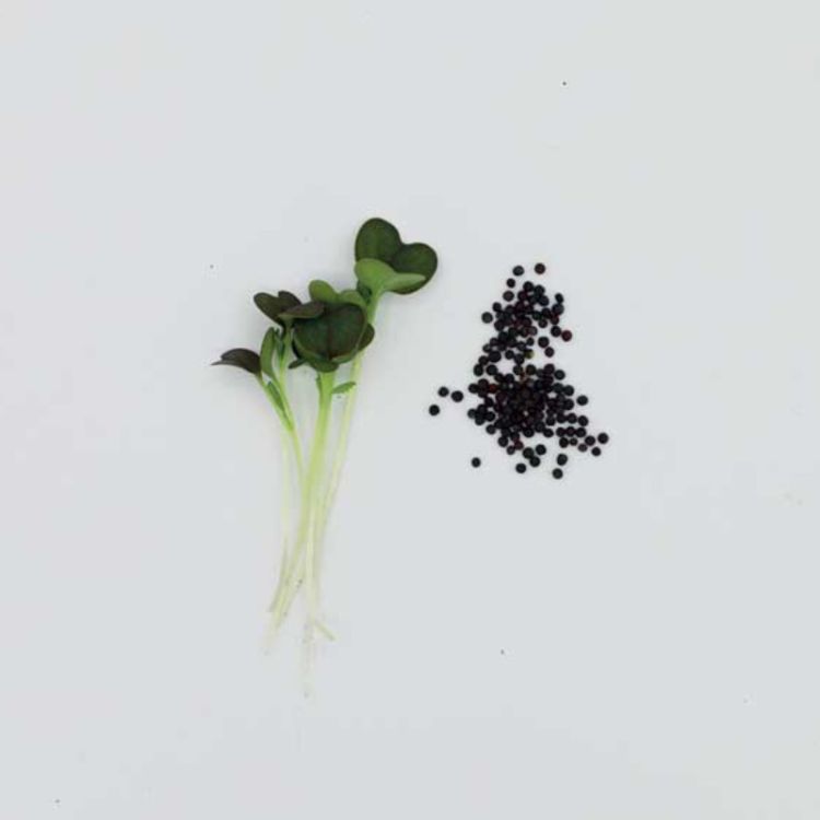 Roter Mizuna Microgreens Bio Samen