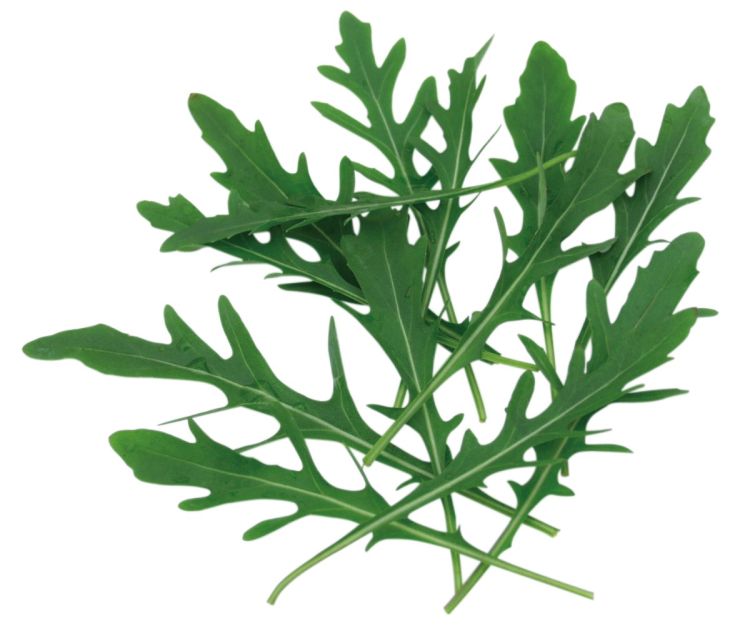 Wilde Rauke Rucola Montana - ungebeizt