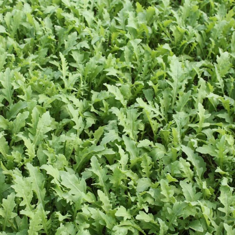 Wilde Rauke Rucola Goal Bio