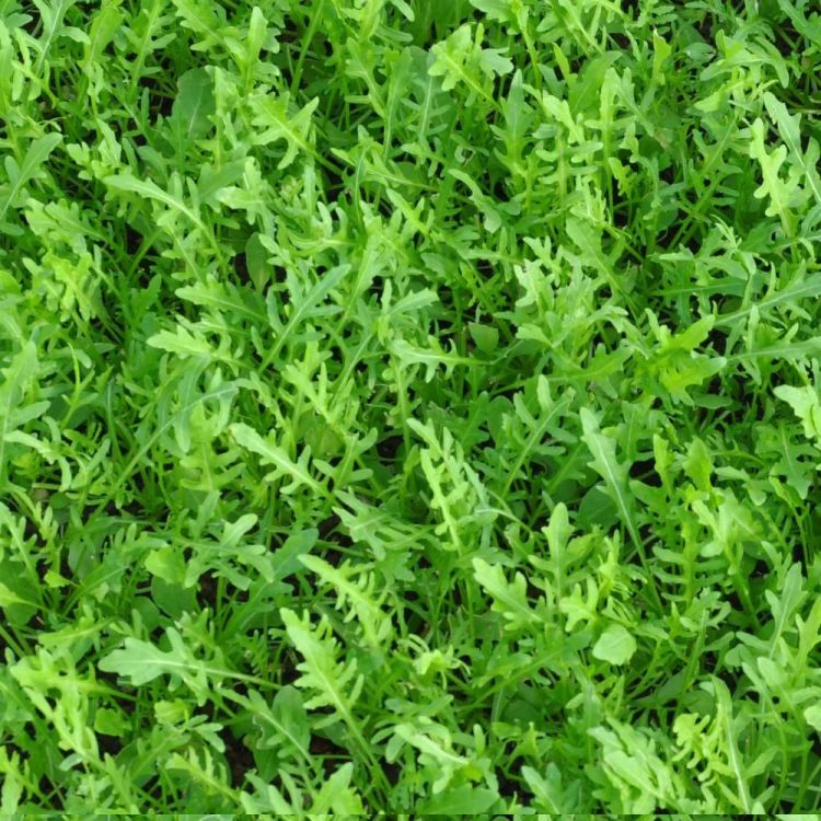 Wilde Rauke Rucola Match Bio