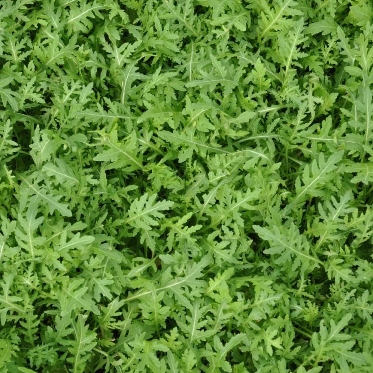 Wilde Rauke Rucola Strike Bio