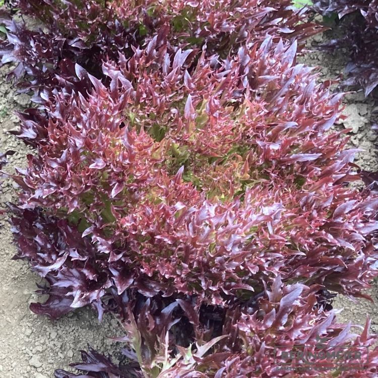 Salanova® Binex (Crispy rot)