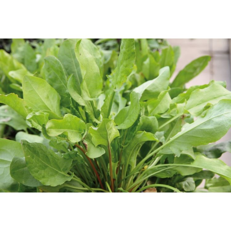 Sauerampfer Belleville - ungebeizt