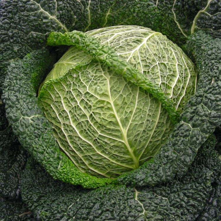 Wirsing Maurice F1 -  Foto bejo Samen GmbH