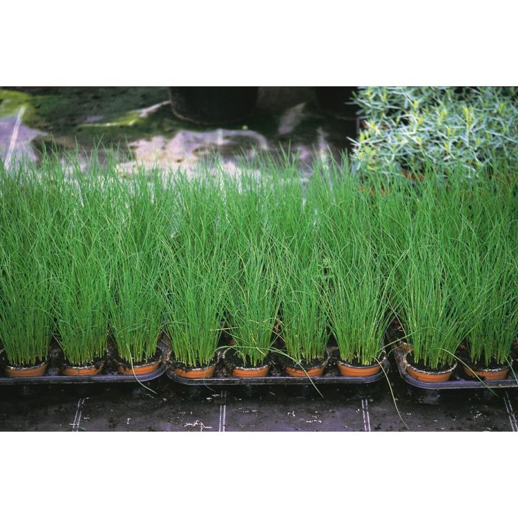 Schnittlauch mittelgrobröhrig Polystar - ungebeizt