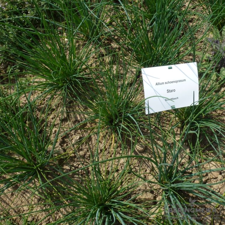 Schnittlauch grobröhrig Staro - Bio