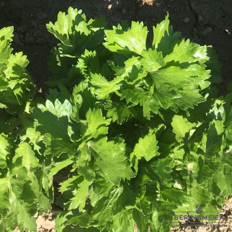 Stangensellerie Tall Utha - bio