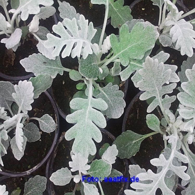 Senecio cineraria Silverdust