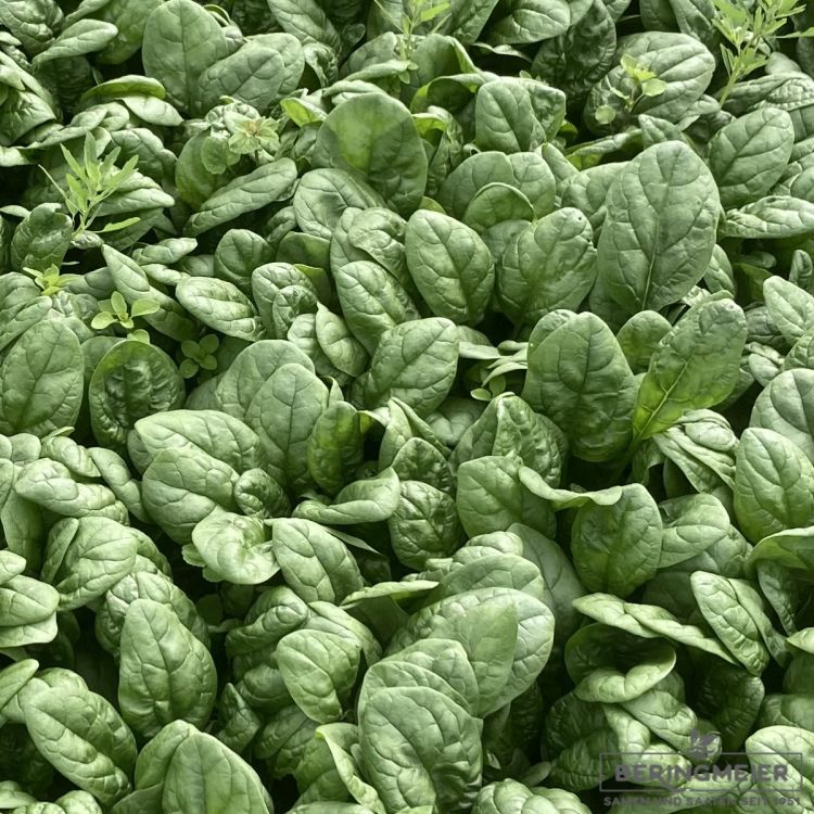 Spinat Geant d' Hiver Bio