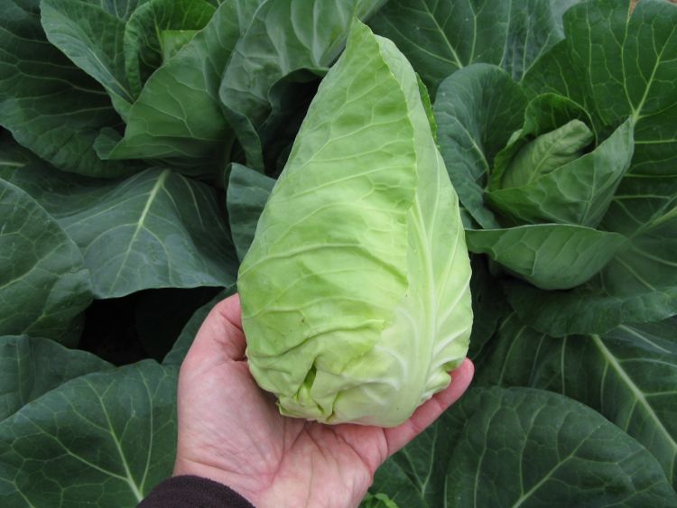 Spitzkohl Cape Horn F1