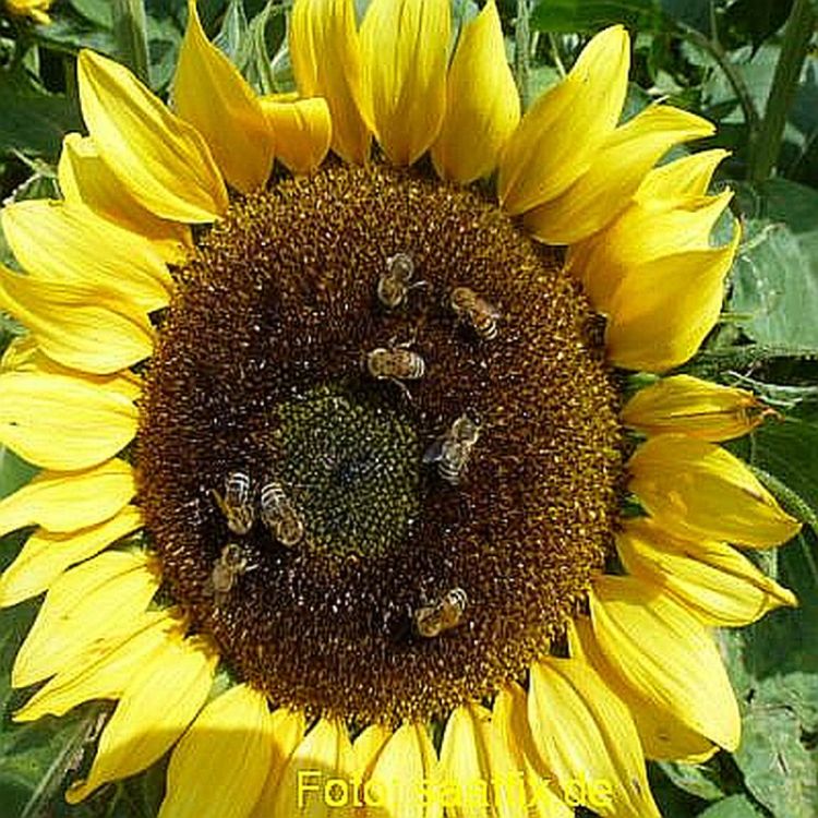 Sonnenblumen Sunrich Orange - ungebeizt