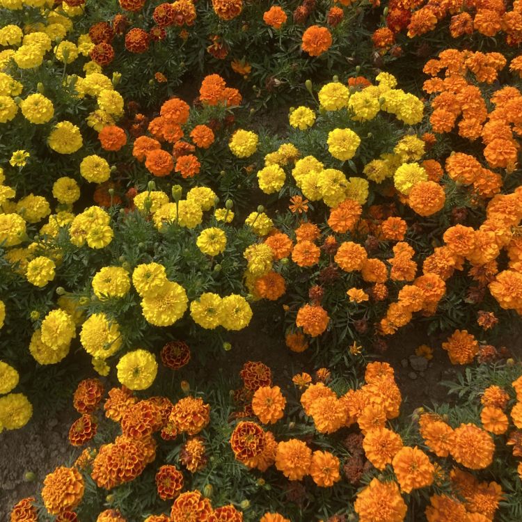 Tagetes patula Bonanza Mix - ungebeizt