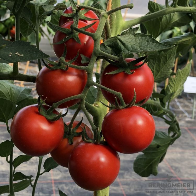 Cherrytomate Tastyno F1