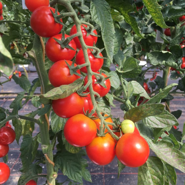 Cocktailtomate Annamay F1