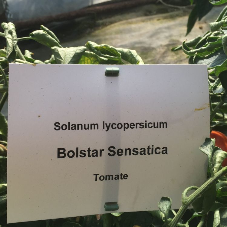 Roma-Tomate Bolstar Sensatica F1 - Bio