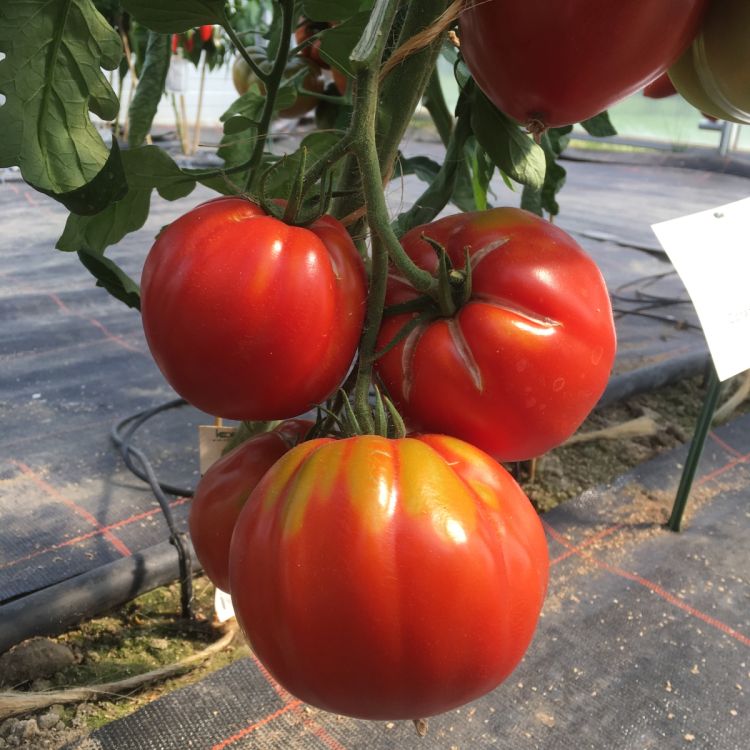 Fleischtomate Country Taste F1