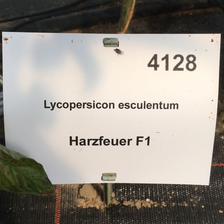 Tomate Harzfeuer F1
