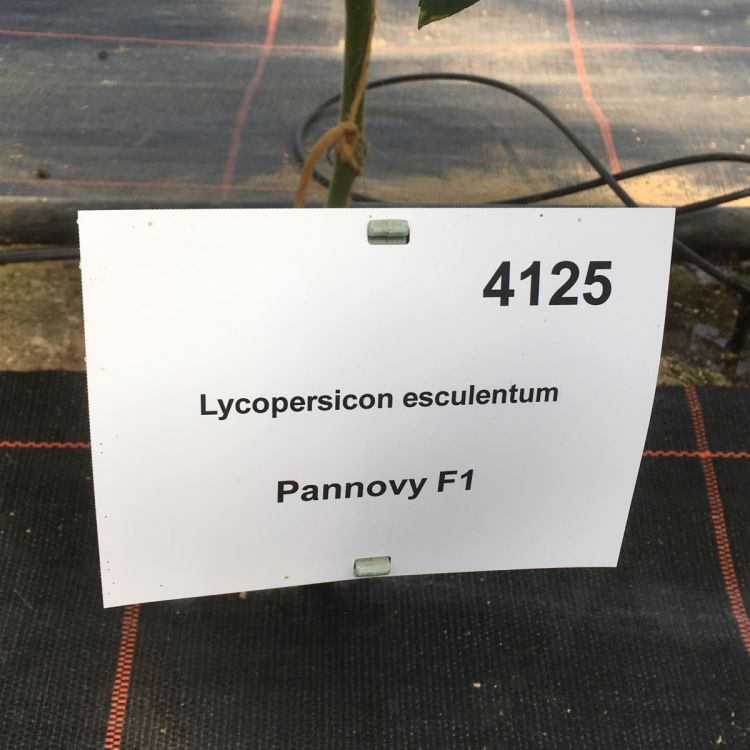 Normalfrüchtige Tomate Pannovy F1