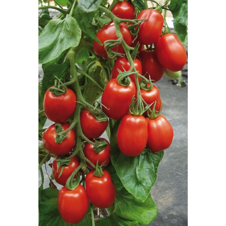 Roma-Tomate Contakt F1