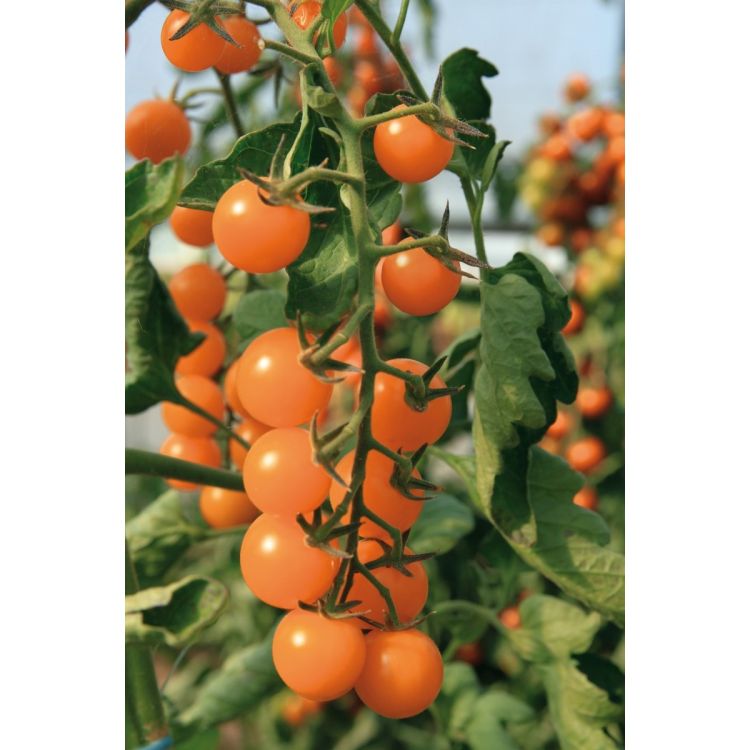 Cherrytomate Sungold F1 - ungebeizt