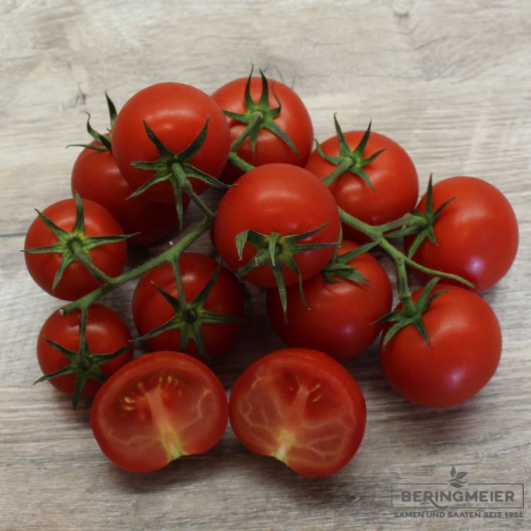 Tomaten Philovita F1