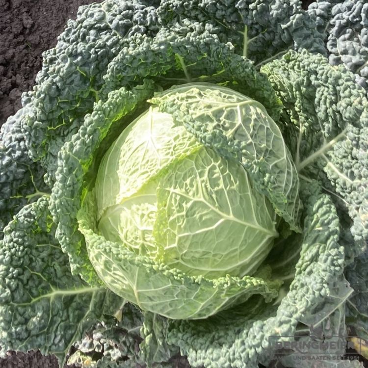 Wirsing  Gros de vertus 3 - Samenfestes Bio-Saatgut