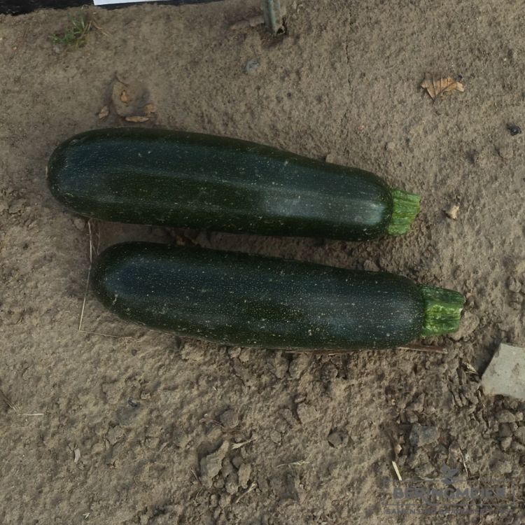 Zucchini Cora F1 Bio