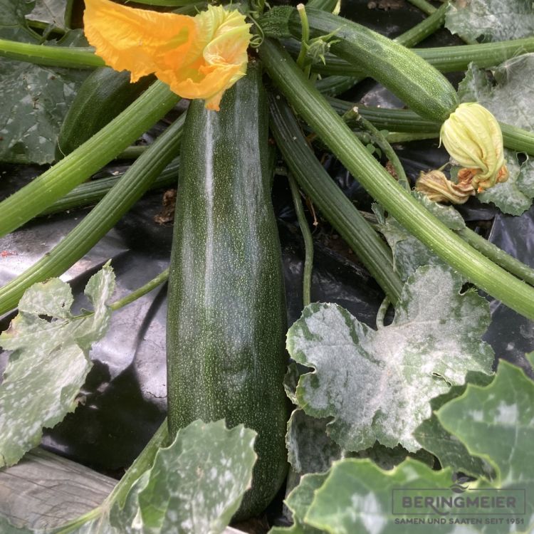 Zucchini Fenna F1