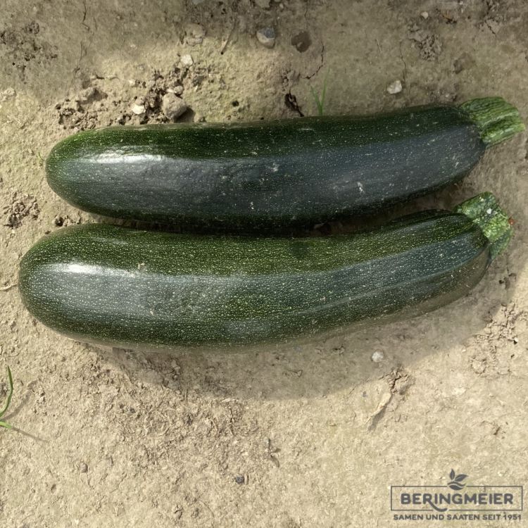 Bio Zucchini Keesha F1 (E28Z.00692)
