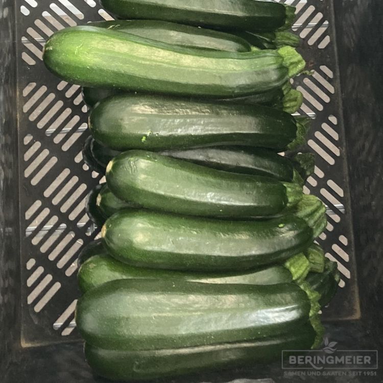 Zucchini Rhodos F1