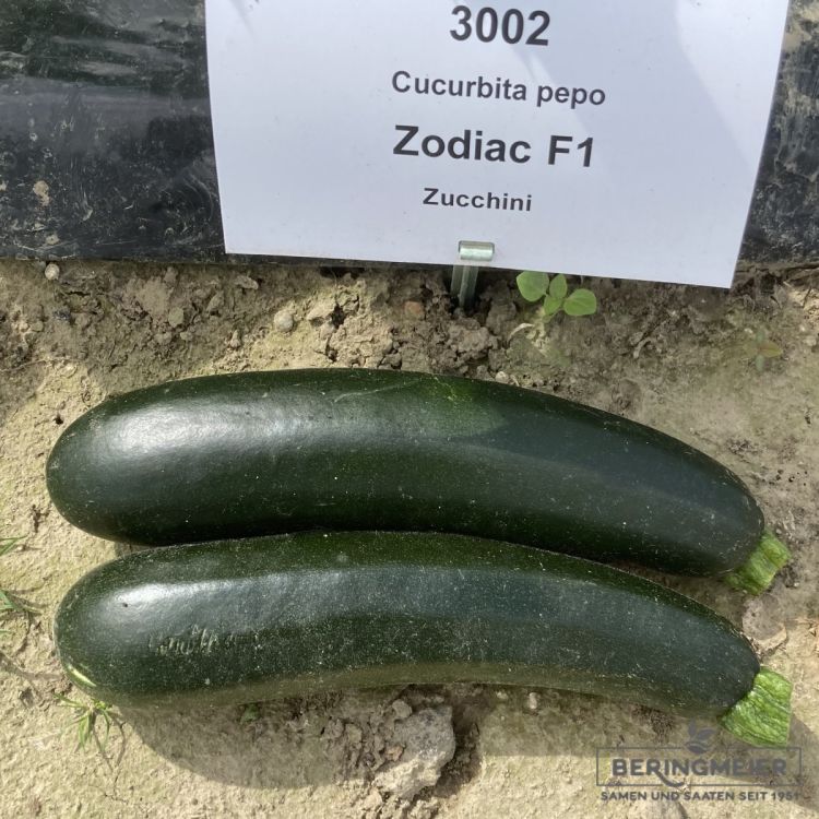 Zucchini Zodiac F1 - Bio