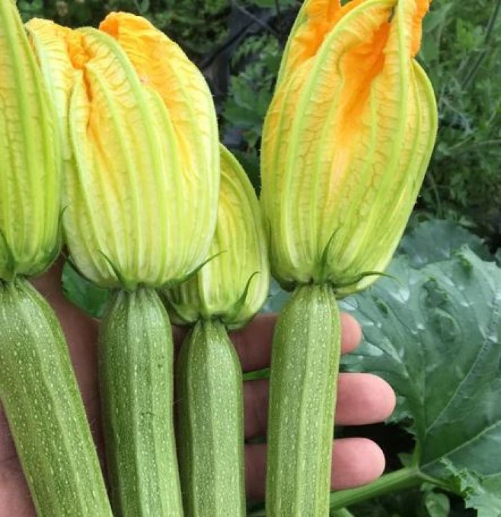 Zucchini Strike - bio