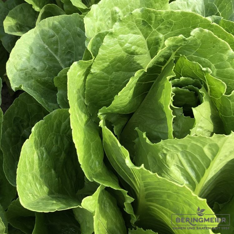 Zuckerhut Zichorie Sumero F1 Bio
