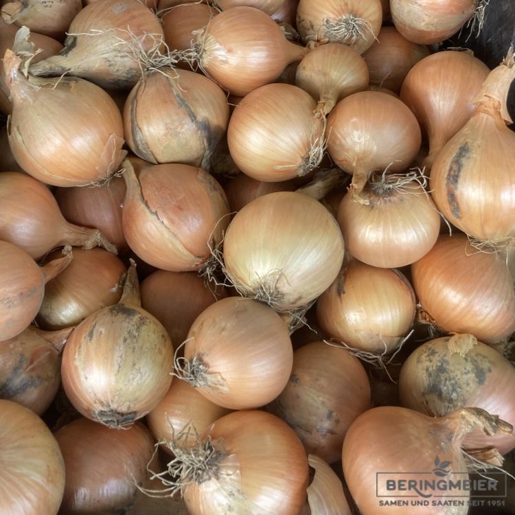 Sä-Zwiebel Bellesco öko