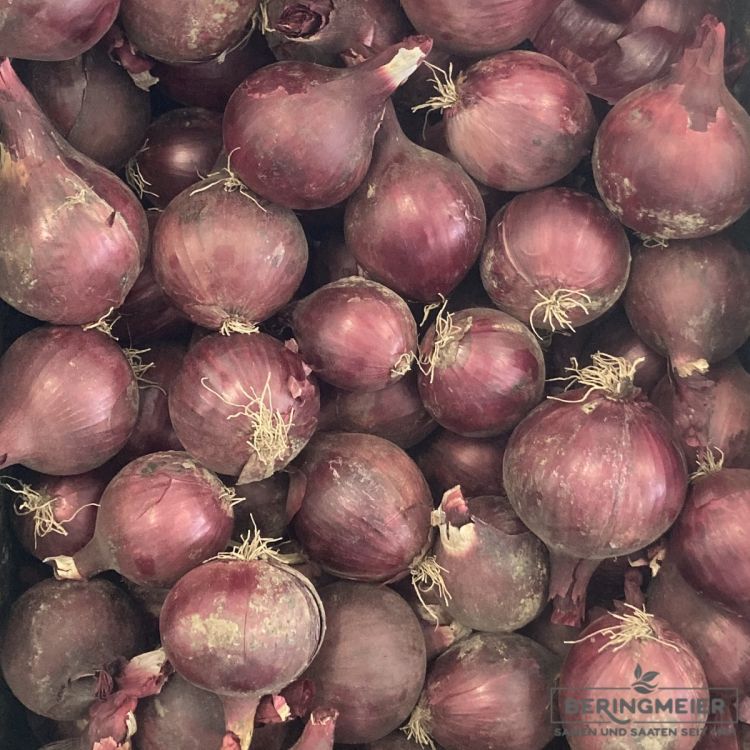 Sä-Zwiebel Red Baron