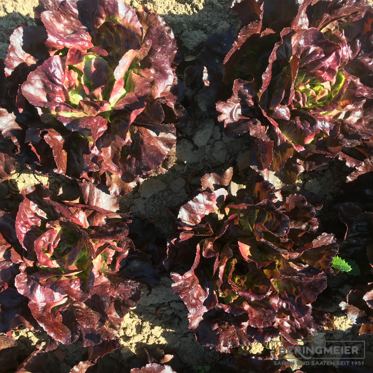 Roter Kopfsalat Freiland Jerrican - Bio | Gemüse-Saatgut-Shop