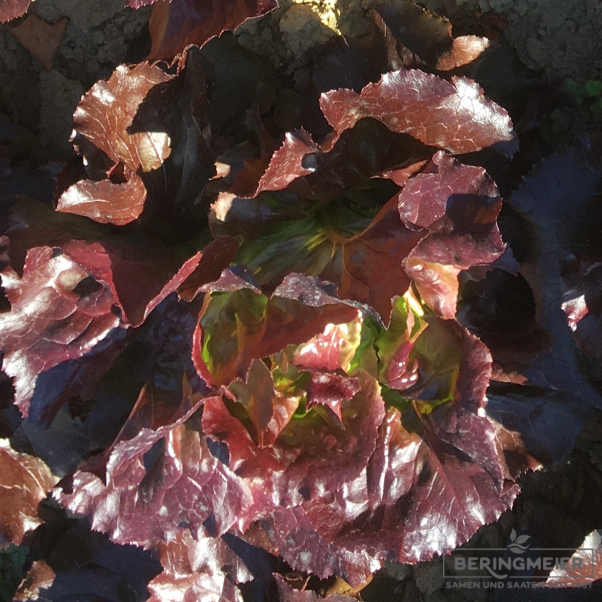 Roter Kopfsalat Freiland Sinisa E01D.30649 - Bio | Gemüse-Saatgut-Shop