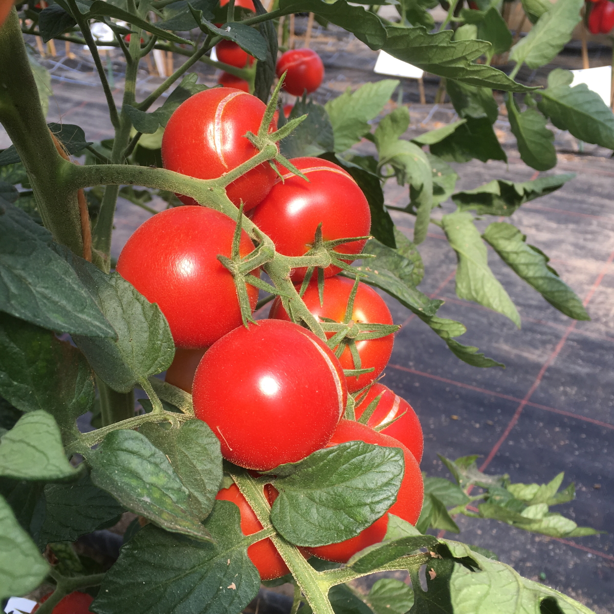 10 Samen Tomate kranheitsresistent platzfest Harzfeuer F1 Hybrid 