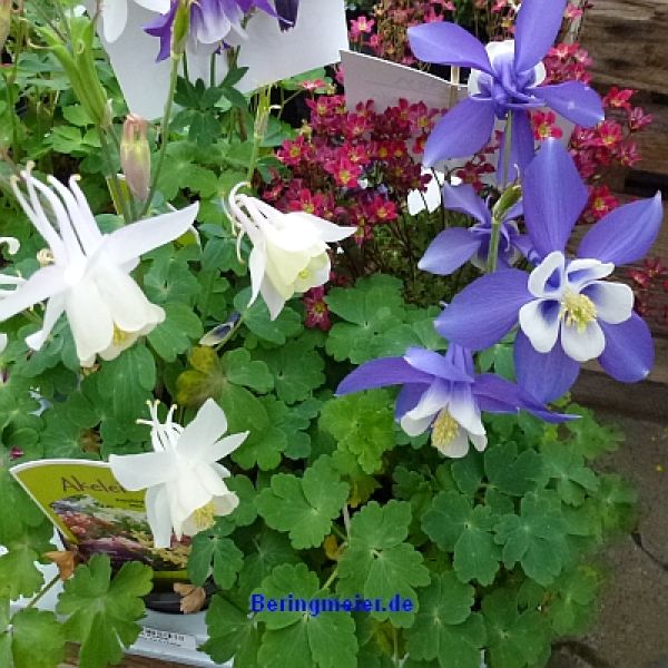 Aquilegia Spring Magic F1 Mix - ungebeizt
