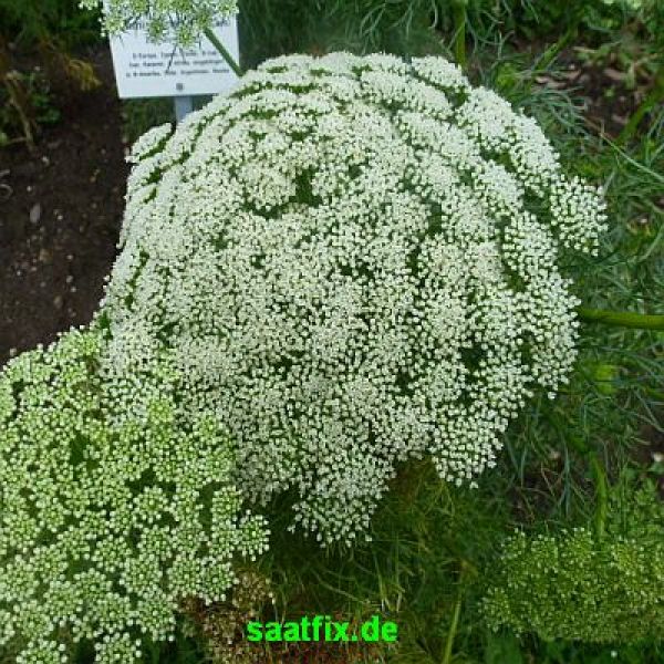 Ammi visnaga